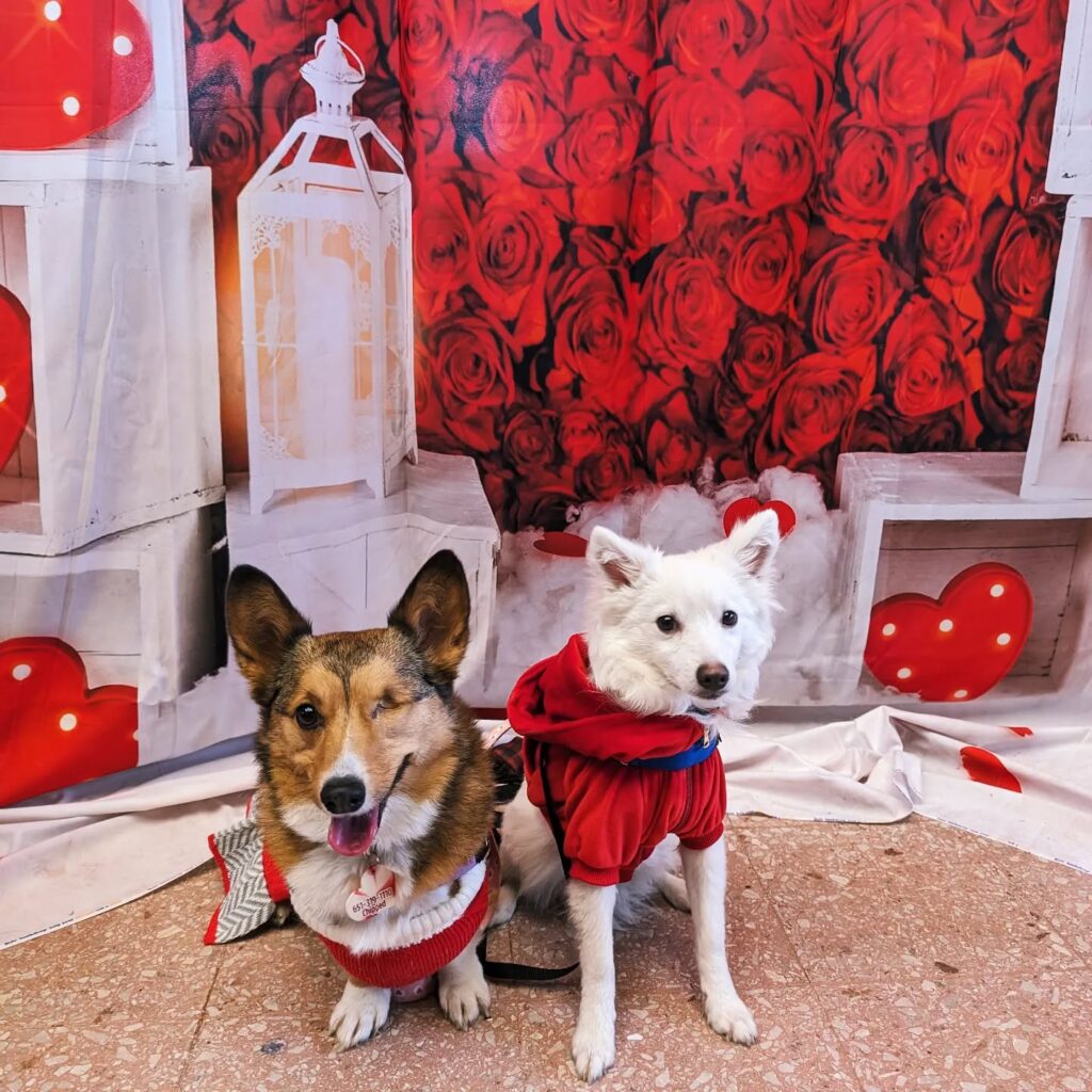explore corgi dog clothes factories stylish, ethical outfits for your beloved pet (2)