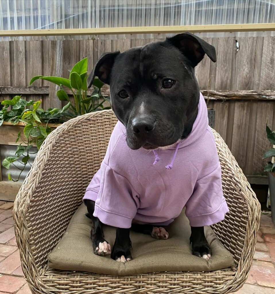 explore corgi dog clothes factories stylish, ethical outfits for your beloved pet (3)