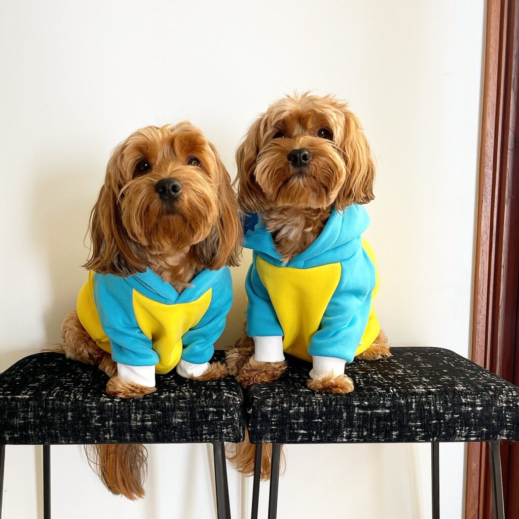 explore corgi dog clothes factories stylish, ethical outfits for your beloved pet (4)