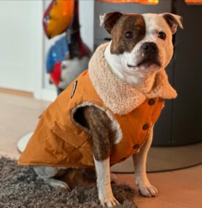 tutkia top dog jouluvaatteet tehtaat tyylikäs loma vaatteet (5)