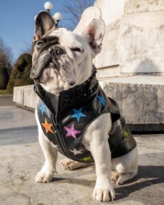 utforska magin bakom puppy dog pals klädfabriker där skoj möter mode (1)