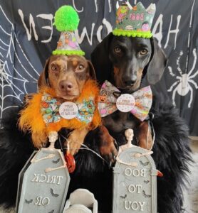 stylish & cozy descubre las mejores fábricas de ropa para perros xs para mascotas pequeñas (1)