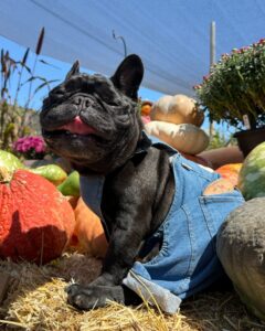 snygga och hållbara hundkläder för stora hundar som utforskar de bästa fabrikerna (2)