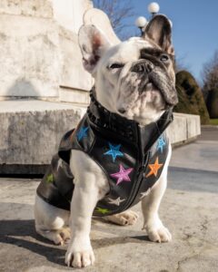 topp stora hund vinter läderkläder tillverkare för snygg vinterutrustning (2)