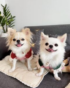 top camo dog security jacket suppliers protect and style your pet with quality gear (2)