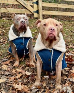 top china dog life jacket suppliers reflective dog life jacket manufacturers for quality and safety (7)