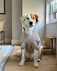 top corgi koiran vaatteet valmistaja tyylikäs mukavuutta rakkaan lemmikkisi (7)