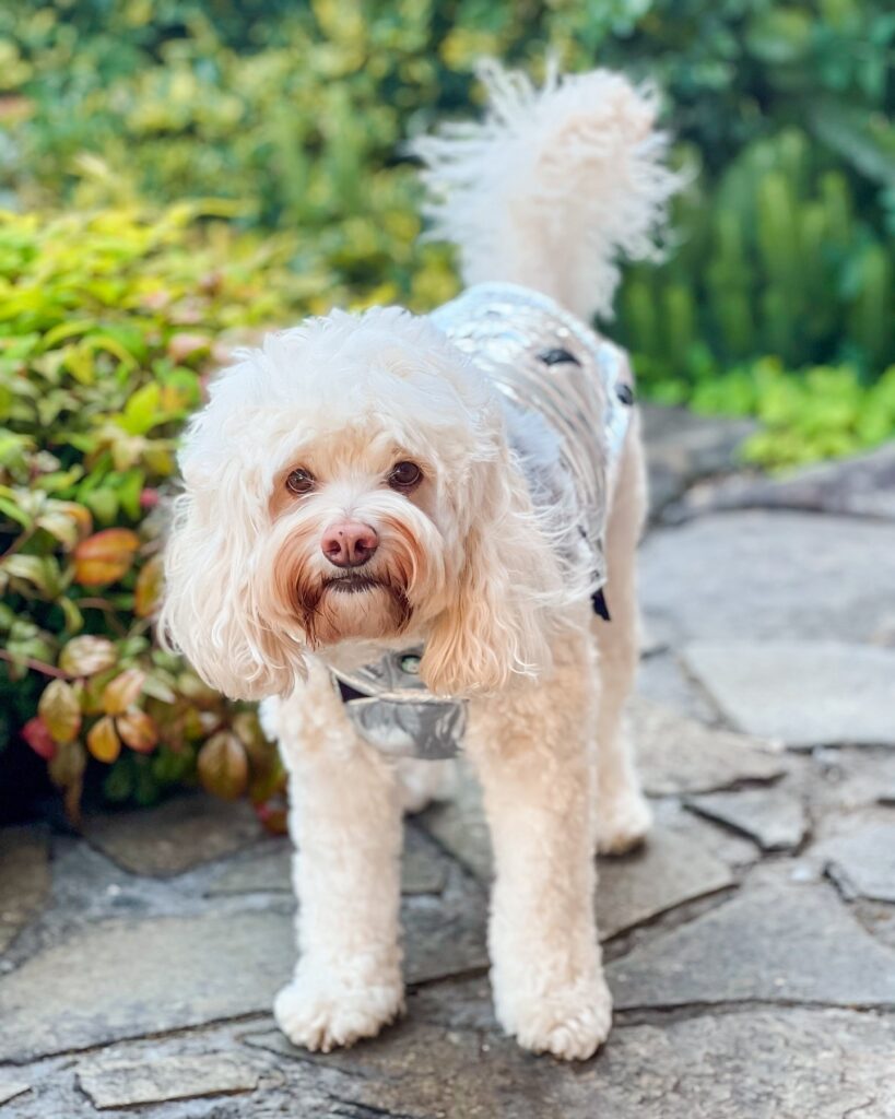 top crochet dog clothes suppliers stylish, sustainable, and unique options for your pup (3)