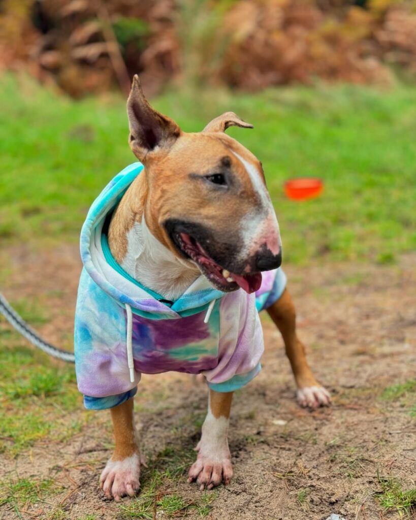 top crochet dog clothes suppliers stylish, sustainable, and unique options for your pup (4)