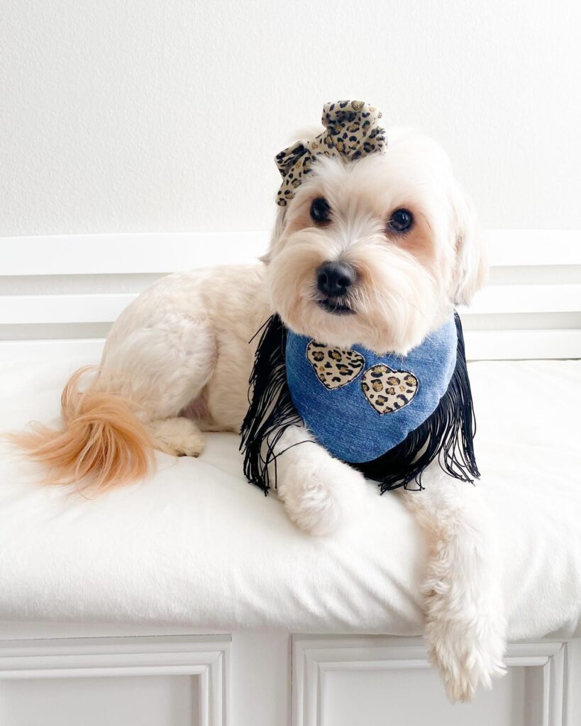 top crochet dog clothes suppliers stylish, sustainable, and unique options for your pup (7)