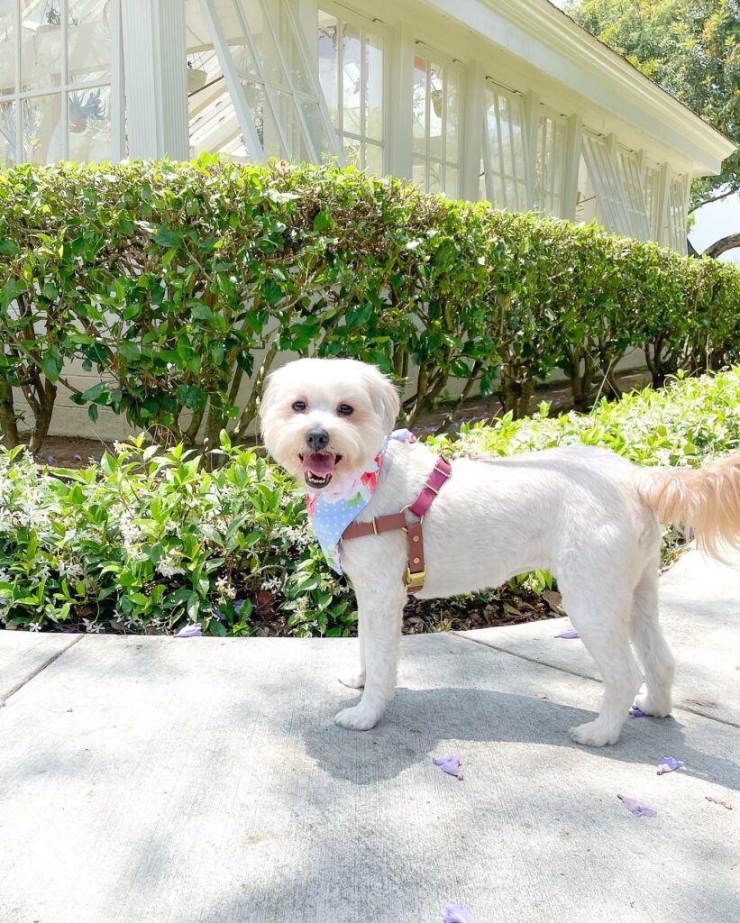 top crochet dog clothes suppliers stylish, sustainable, and unique options for your pup (8)