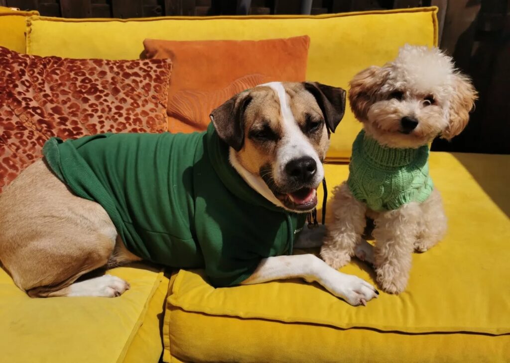 top crochet dog clothes suppliers stylish, sustainable, and unique options for your pup (9)