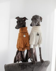 los mejores proveedores de ropa para perros opciones de moda para mascotas con estilo y sus dueños (1)