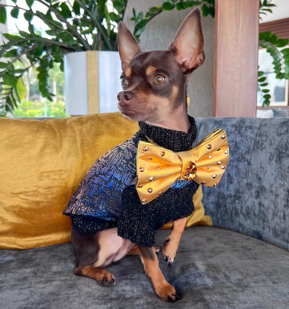 top dog clothes suppliers fashionable options for stylish pets and their owners (2)