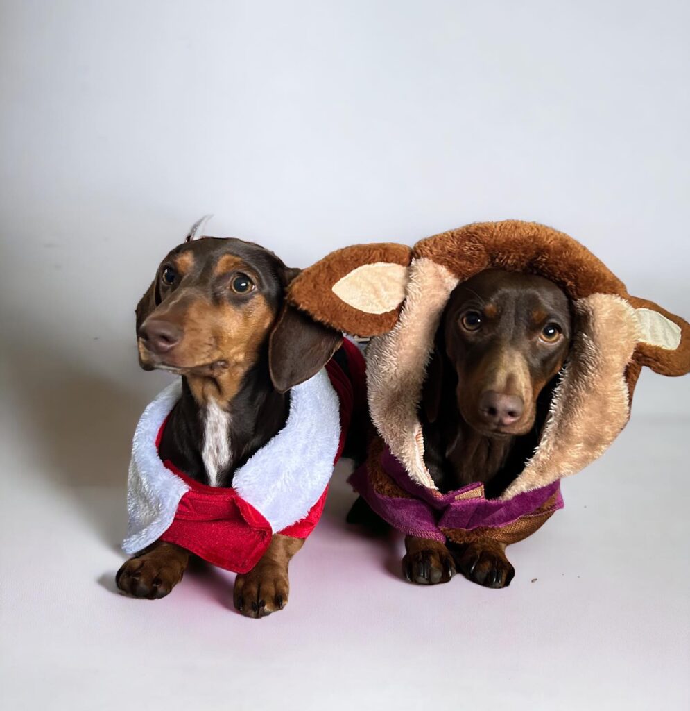 top dog clothes suppliers fashionable options for stylish pets and their owners (4)
