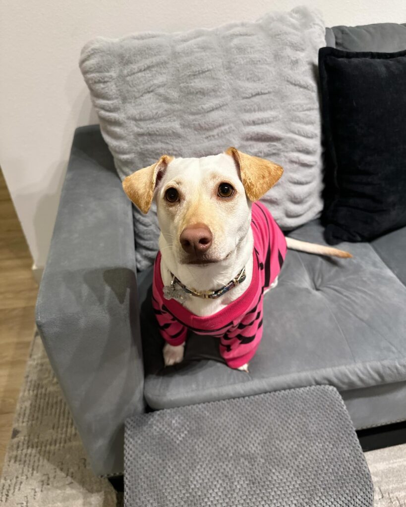 top dog clothes suppliers fashionable options for stylish pets and their owners (6)