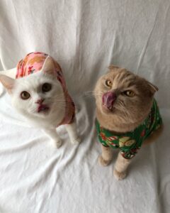 top dog clothes proveedores ropa elegante y segura para tus amigos peludos (4)