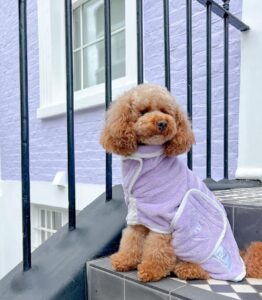 topp hundkläder xs tillverkare kvalitet kläder för små raser (2)