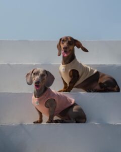 top dog coats manufacturers and suppliers reflective winter coats for safe winter walks (7)