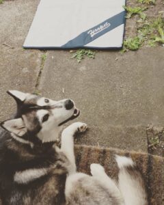 de bästa ismattorna för hundar som håller din valp sval i sommar (5)