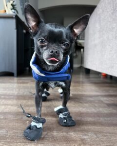 top dog polyester oxford skyddsjacka leverantörer för ultimat säkerhet utomhus (4)