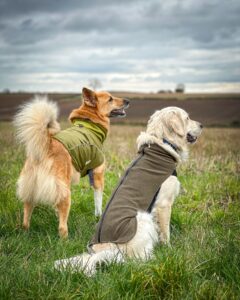 topp stora hundkläder leverantörer snygga kläder för din stora ras (4)
