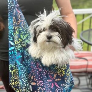 de bästa tillverkarna av djurhållare kvalitet, säkerhet och stil för dina håriga vänner (1)