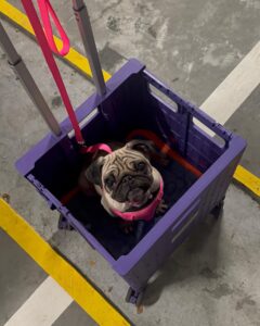 de bästa leverantörerna av transportväskor för husdjur hittar de bästa alternativen för säkra och bekväma resor med husdjur (1)