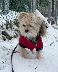 top lemmikkieläinten tuotteet löytää paras windstoper koiran takki valmistaja pentu (3)