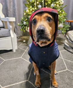 top lemmikkieläinten tuotteet löytää paras windstoper koiran takki valmistaja pentu (3)