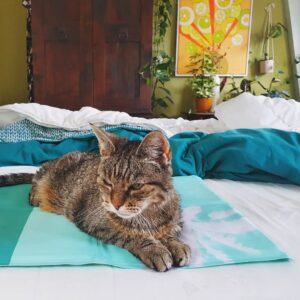 top ultimate lemmikkieläinten jäähdytysmattojen valmistajat kesämukavuuteen (1)