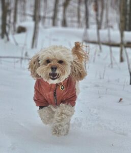 top tukku koiran vaatteet toimittajat löytää suuria koiran vaatteita ja top tassu koiran vaatteita vähittäiskaupan menestys (1)