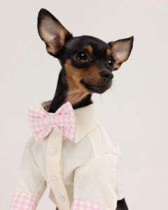 top xs koiran vaatteiden valmistajat tyylikkäitä ja mukavia vaatteita pienille roduille (5)