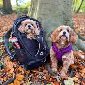 top xxxs koiran vaatteiden valmistajat räätälöitävissä ja ympäristöystävällisiä vaatteita pienille roduille (5)