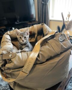 travel in style exploring the china lovable dog carrier for trendy pet owners (3)