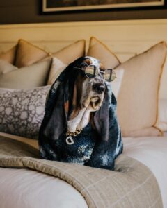 camo hund säkerhetsjacka fabrik snyggt skydd för din valp (8)