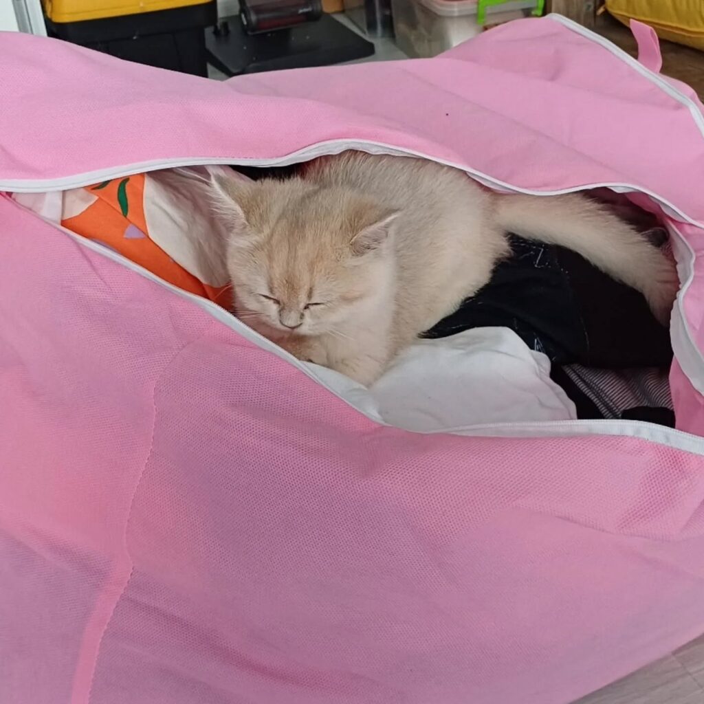 behind the scenes at a cat carrier bag factory quality, style, and comfort for pet owners