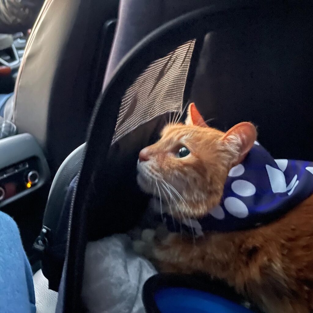 behind the scenes at a cat carrier bag factory quality, style, and comfort for pet owners (6)