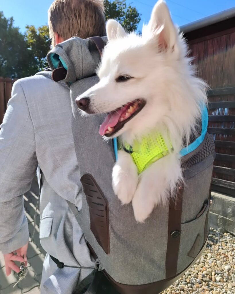 choosing the right pet carrier supplier for stress free travel with your furry friend (1)