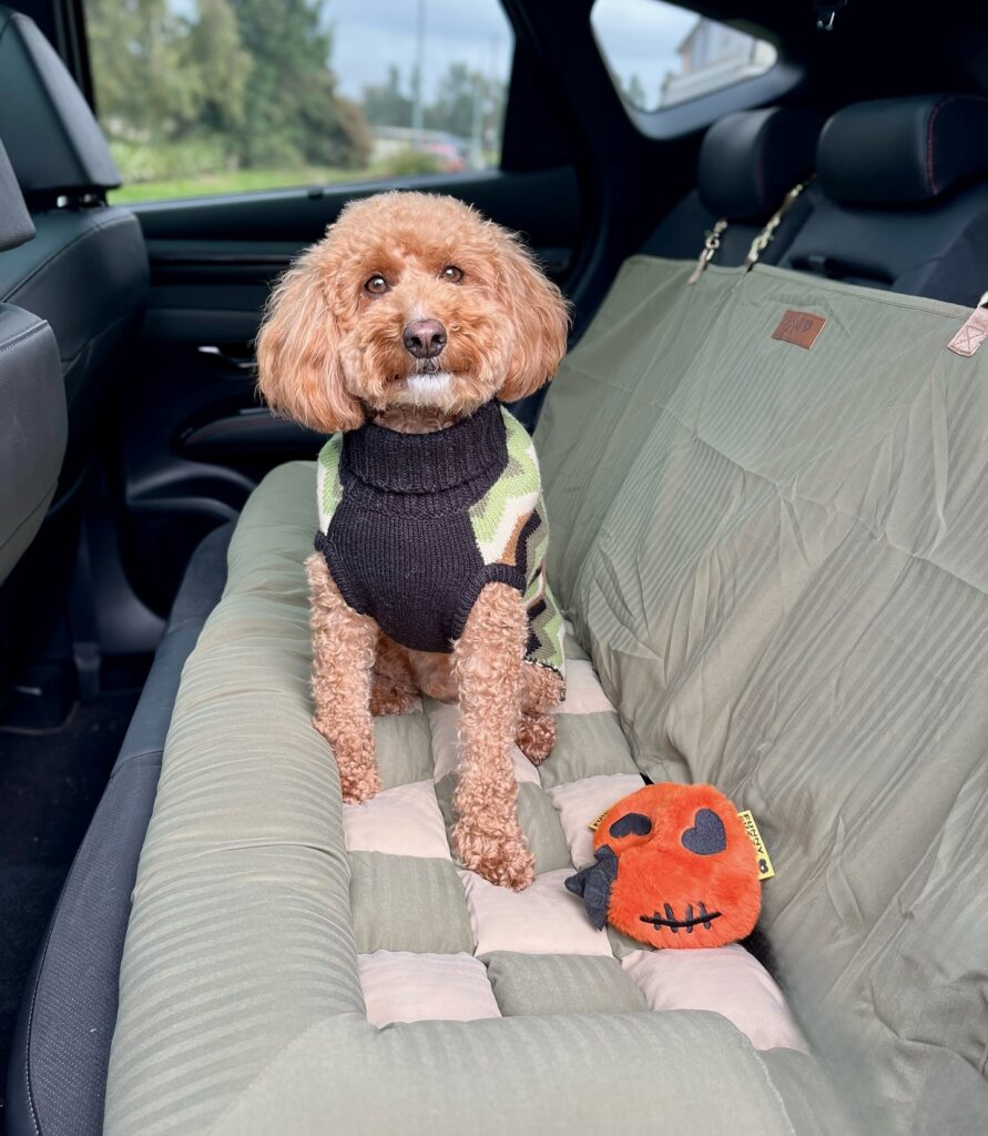 convenience meets sustainability discover the odm dog poop bag carrier for pet owners (2)