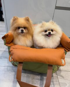 upptäck den bästa djurhållaren china komfort, säkerhet och stil för din lurviga vän (2)