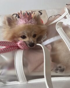 utforska högsta kvalitet på vår fabrik för transportväskor för husdjur säkerhet och stil för husdjursägare (4)