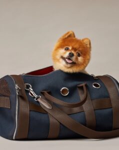 revolutionerar resandet för husdjur upptäck skräddarsydda kattvagnsfabriker för din kattvän (2)