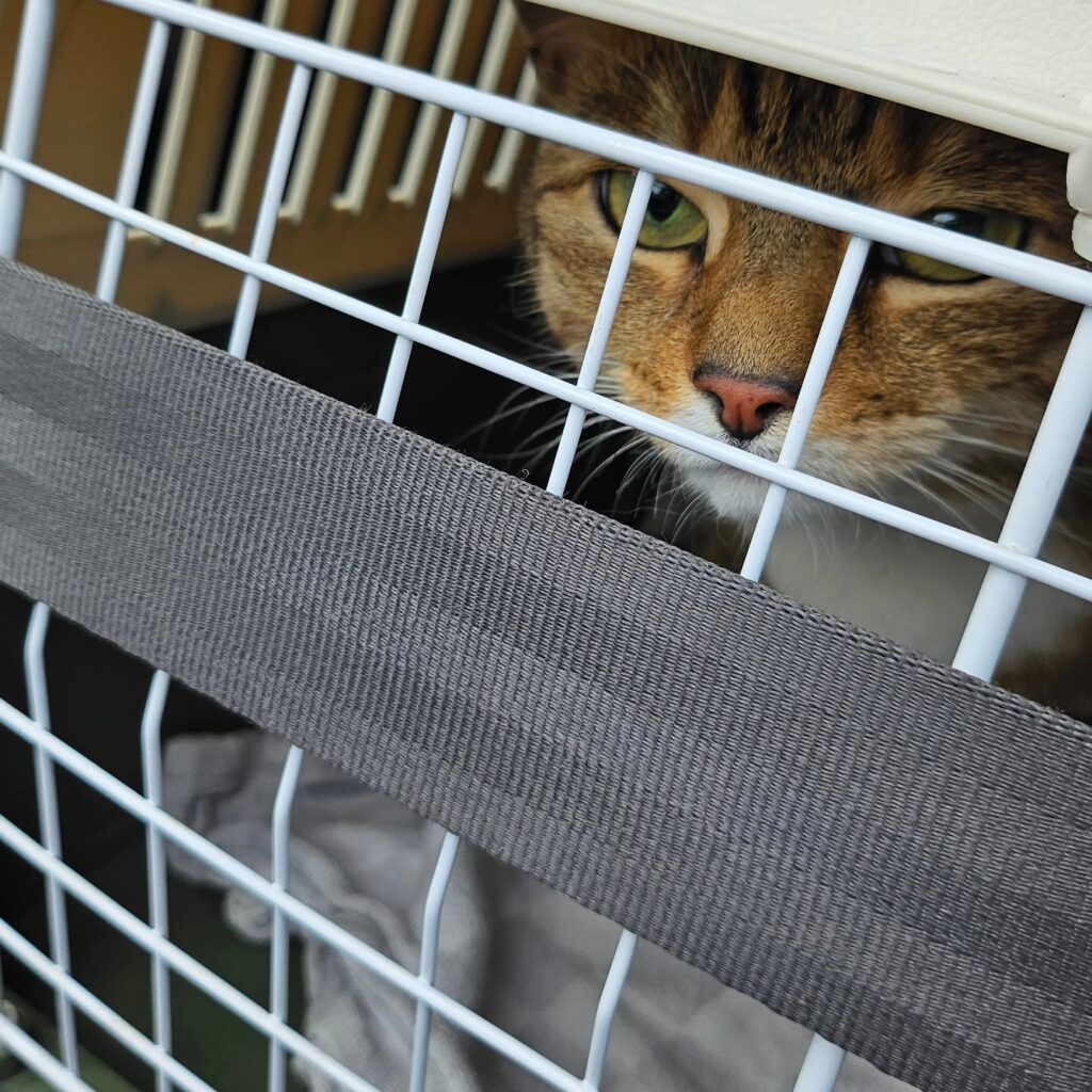 de bästa leverantörerna av kattväskor för eleganta och bekväma reselösningar (2)