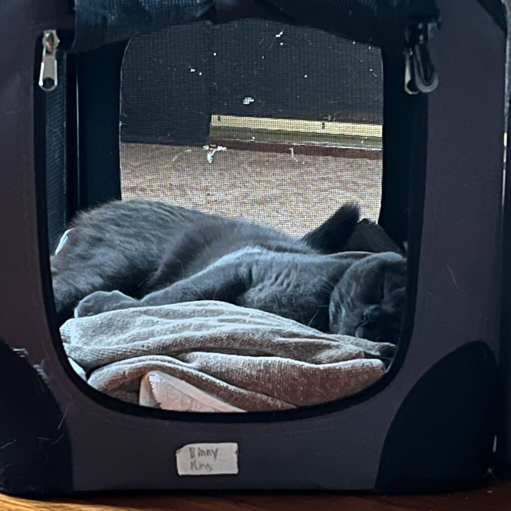 de bästa leverantörerna av kattväskor för eleganta och bekväma reselösningar (3)