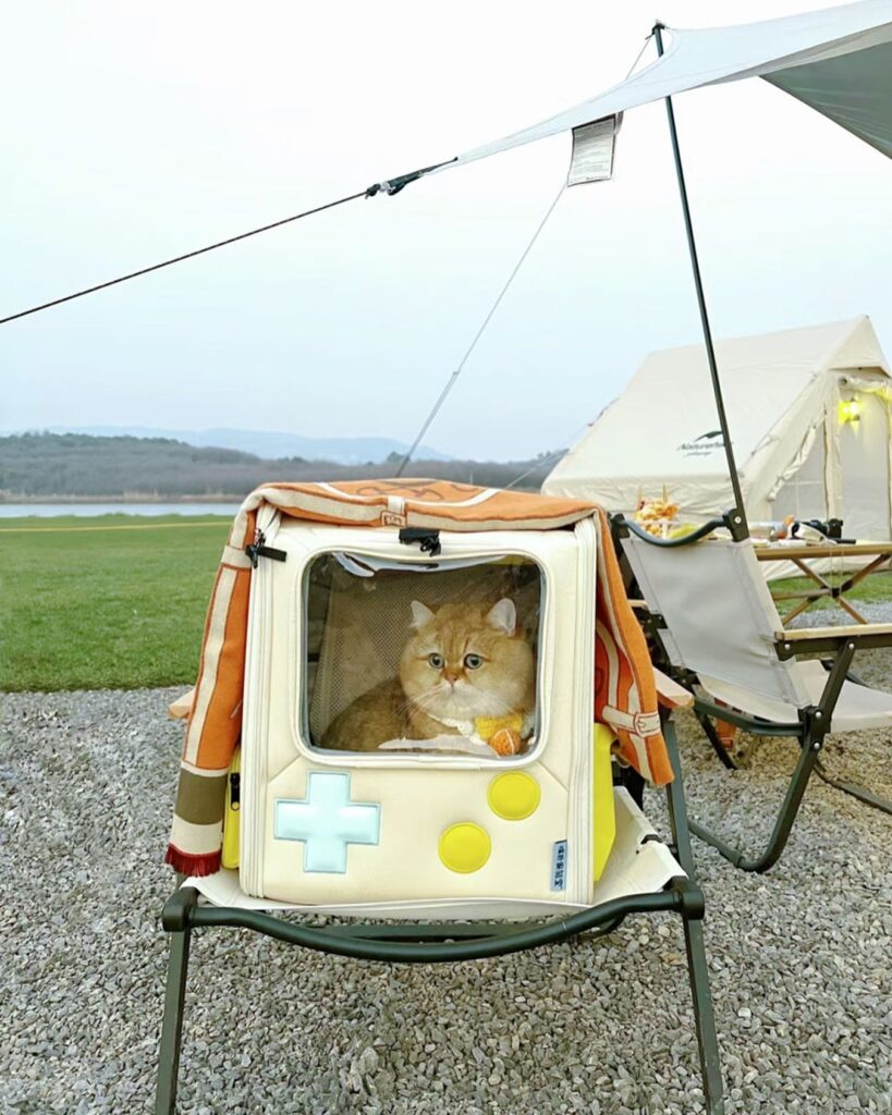 de bästa leverantörerna av kattväskor för eleganta och bekväma reselösningar (4)