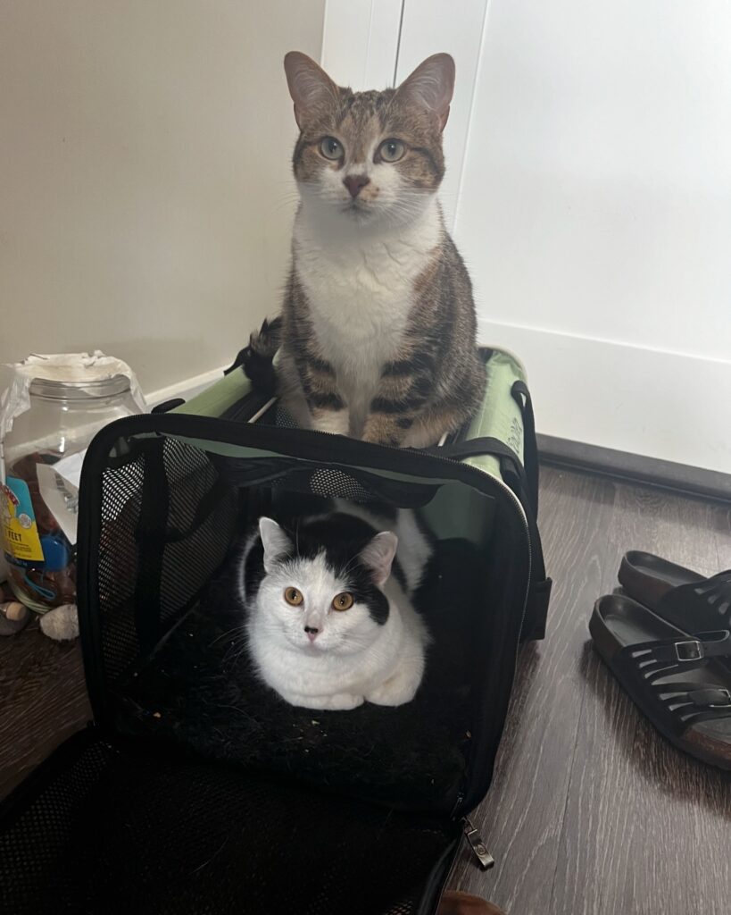 de bästa leverantörerna av kattväskor för eleganta och bekväma reselösningar (5)