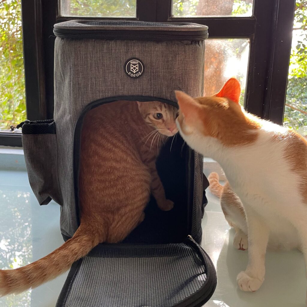 top cat carrier bag suppliers enhance your pet travel experience today (3)