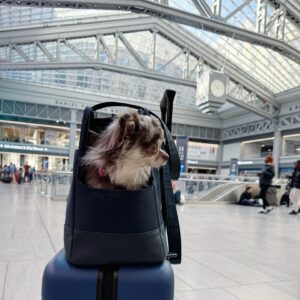 toppleverantör av rullar för kattburar hitta den bästa komforten för din kattvän (3)