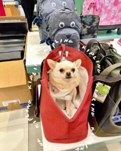 bästa Kina hund poop bag bärare grossistalternativ för husdjurshandlare (4)